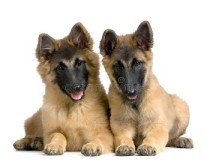 Tervuren Dog Breed